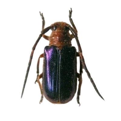 Astathes (Tetraophthalmus) episcopalis