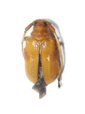 Astathes (Tetraophthalmus) japonica 