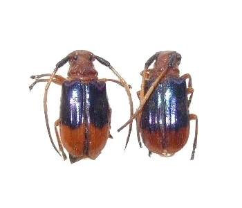 Astathes (Tetraophthalmus) levis