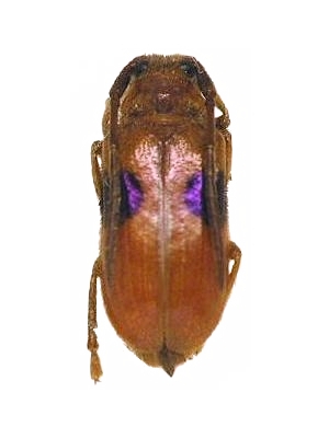 Astathes (Tetraophthalmus) levis