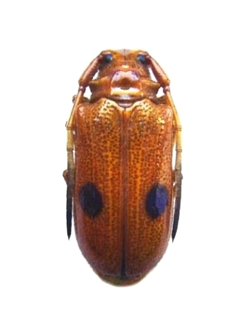 Astathes (Astathes) perplexa 