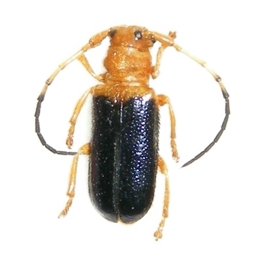 Bacchisa tonkinensis 