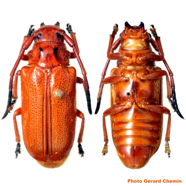 Eustathes celebensis