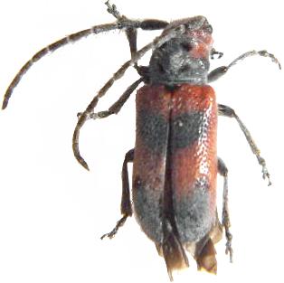 Tetraopes discoideus