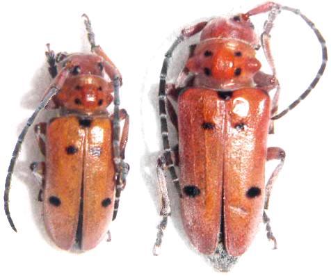 Tetraopes sublaevis