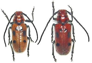 Tetraopes tetrophthalmus