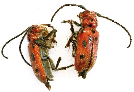 Tetraopes tetrophthalmus