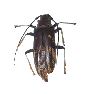 Tmesisternus ochraceosignatus