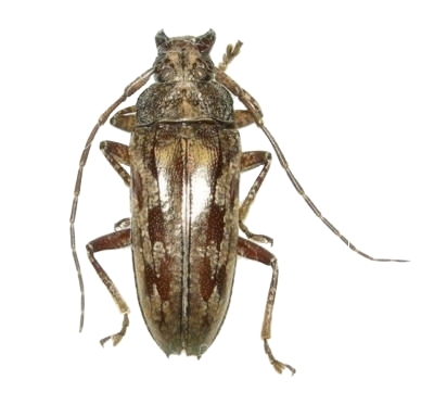 Buprestomorpha montrouzieri 