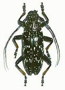 Sphingnotus insignis albertisi