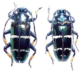 Sphingnotus mirabilis