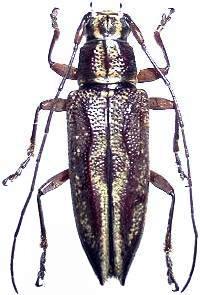 Temnosternus planiusculus