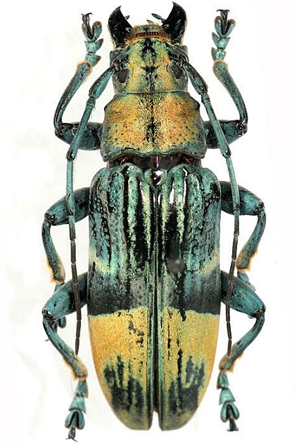 Tmesisternus gabrieli