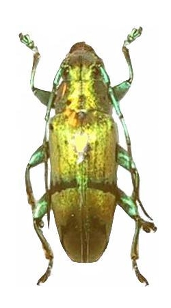 Tmesisternus isabellae