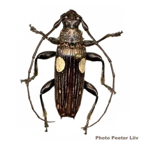 Tmesisternus ludificator