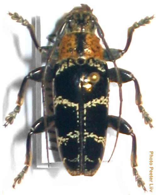 Tmesisternus politus