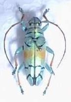 Sulawesiella rafaelae