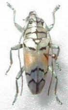 Sulawesiella rafaelae