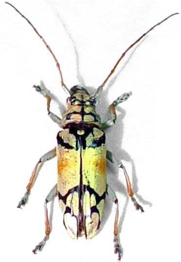 Sulawesiella rafaelae