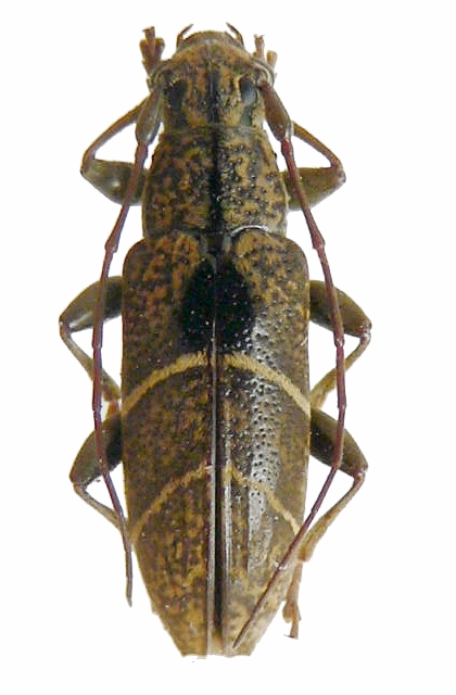 Tmesisternus oblongus