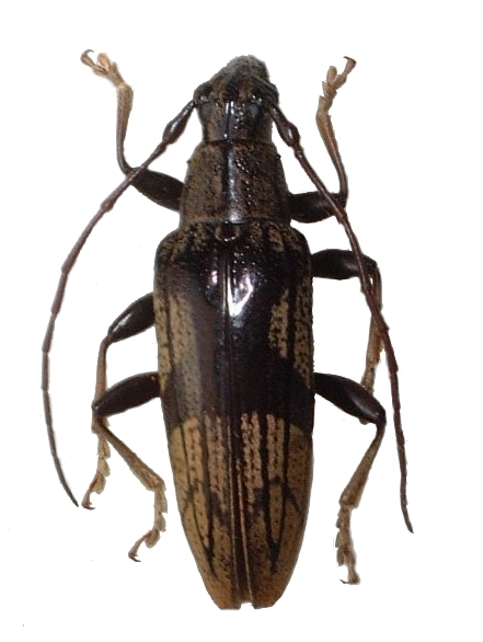 Tmesisternus weigeli