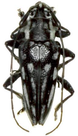 Trigonoptera woodfordi
