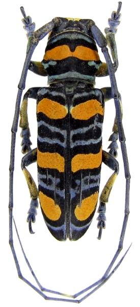 Anatragus ornatus