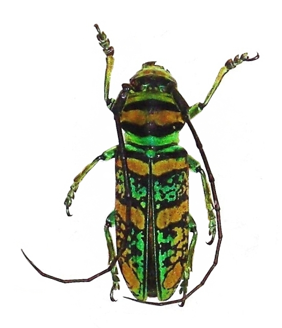 Anatragus pulchellus