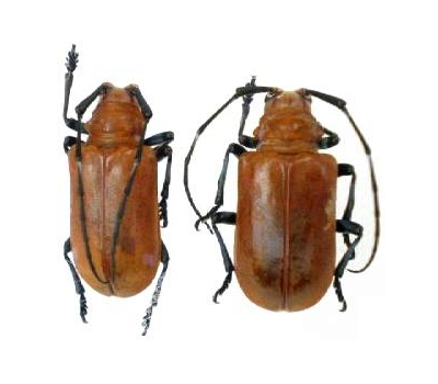 Aparescus praecox