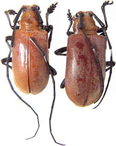 Aparescus praecox