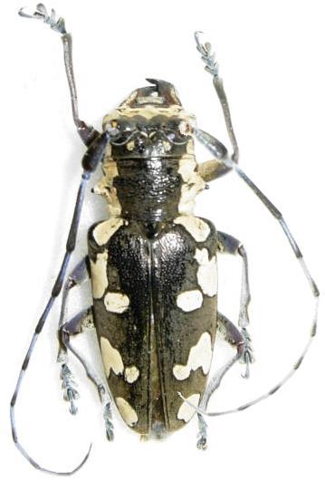 Baliesthes alboguttatus