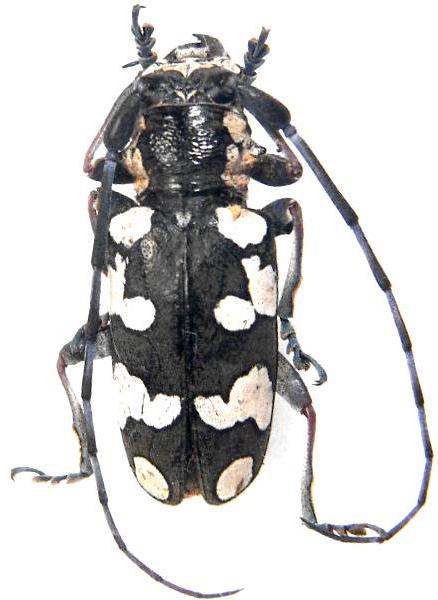 Baliesthes alboguttatus