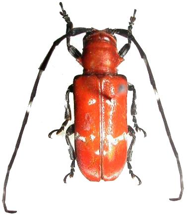 Callimation venustum