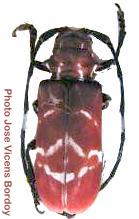 Callimation venustum