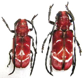 Callimation venustum