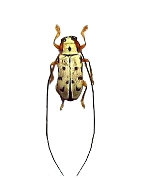 Graciella epipleuralis 