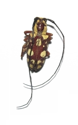 Murosternum pulchellum 