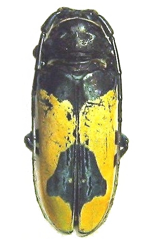 Phosphorus virescens