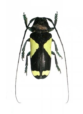 Phosphorus virescens