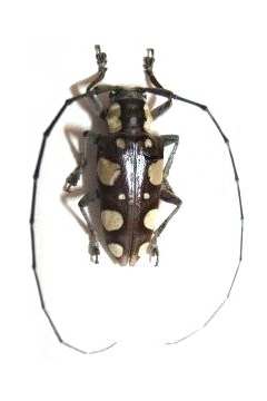 Phymasterna lacteoguttata