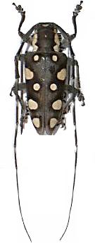 Phymasterna annulata