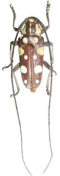 Phymasterna rufocastanea