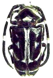 Poimenesperus ligatus