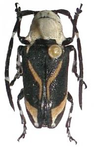 Poimenesperus thomsoni