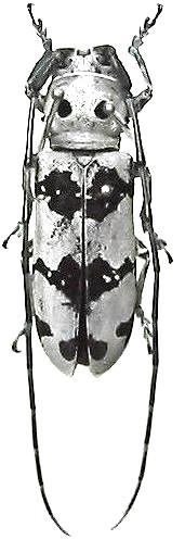 Rhaphidopsis melaleuca