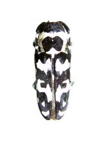 Tragocephala crassicornis