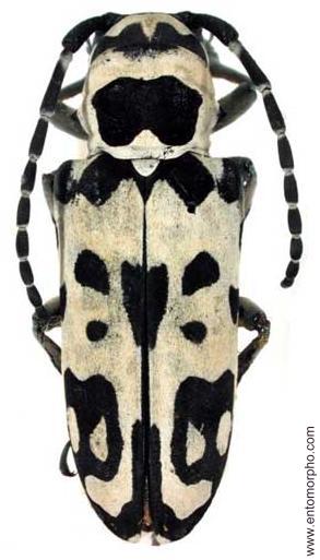 Tragocephala crassicornis