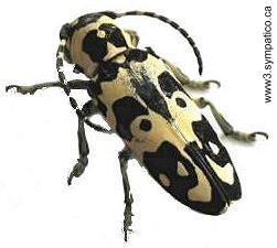 Tragocephala crassicornis