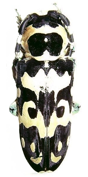 Tragocephala crassicornis