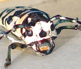 Tragocephala crassicornis